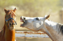 O mistério do relincho: estudo revela que cavalos emitem dois sons ao mesmo tempo