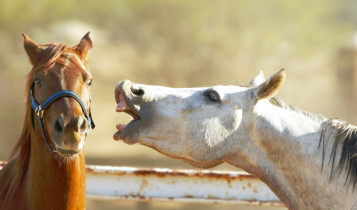 O mistério do relincho: estudo revela que cavalos emitem dois sons ao mesmo tempo