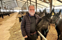 Professor Gustavo Carneiro em visita a fazenda selecionadora de jumentos na China - 1