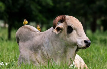 REM Armador - Genetica Aditiva - wagro - Wellington Valeriano