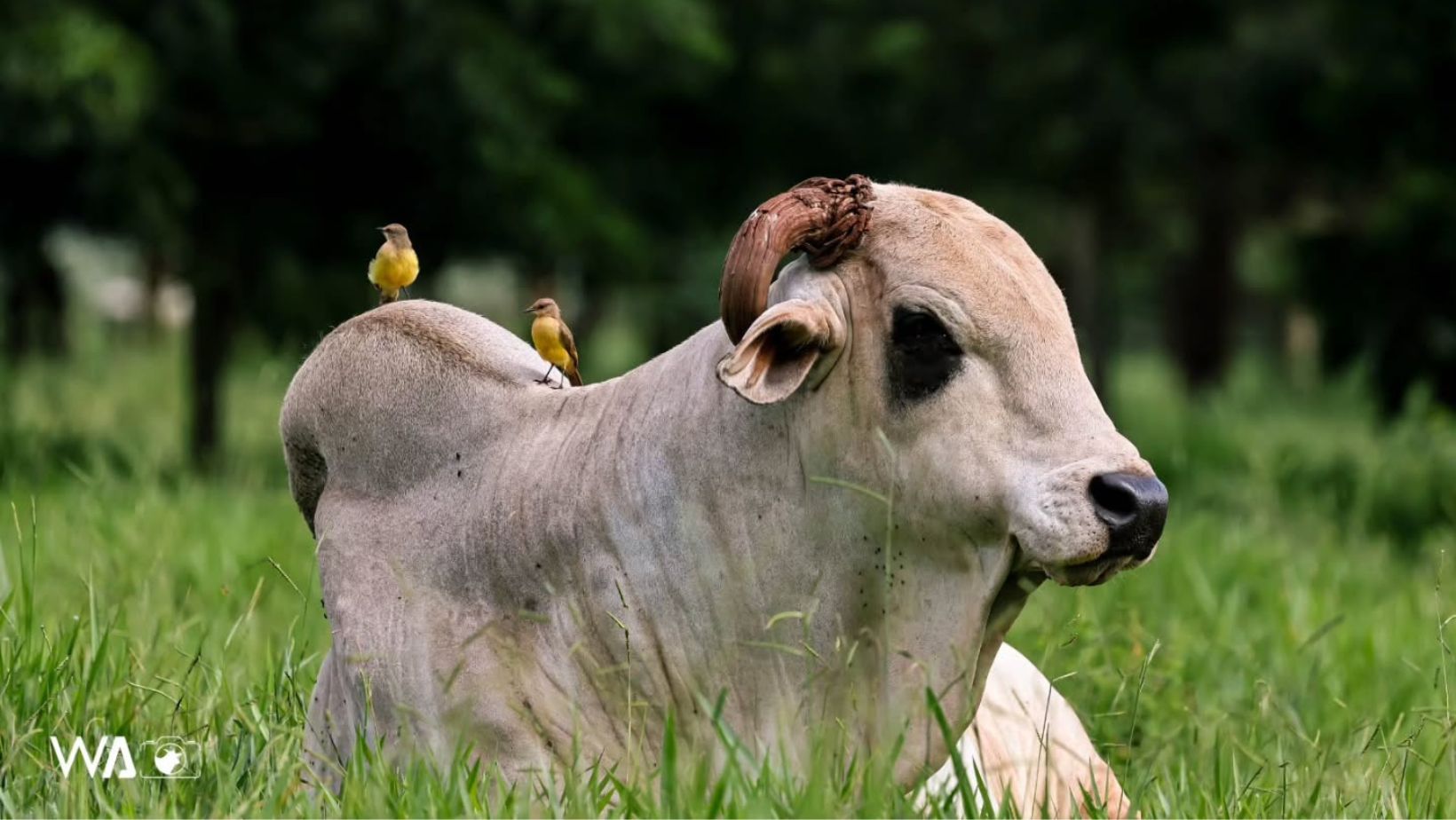 REM Armador - Genetica Aditiva - wagro - Wellington Valeriano