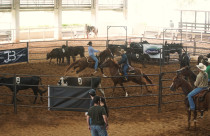 Mangalarga lança a agenda das etapas do Ranch Sorting 2026