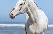 Morre Endo, o cavalo cego que quebrou recordes e emocionou o mundo com sua história de superação