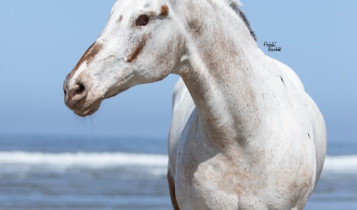 Morre Endo, o cavalo cego que quebrou recordes e emocionou o mundo com sua história de superação