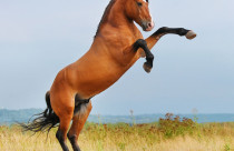 Garanhão ou cavalo castrado? Entenda as vantagens e os riscos da castração tardia