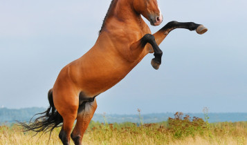 Garanhão ou cavalo castrado? Entenda as vantagens e os riscos da castração tardia