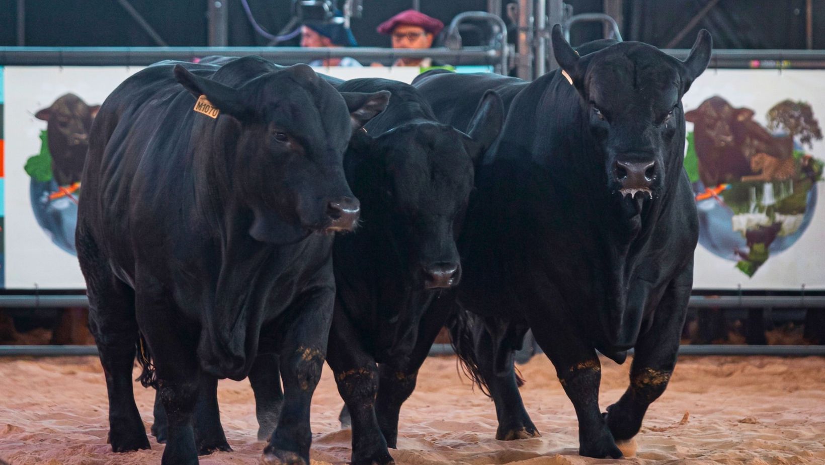 Touros da raca Brangus - Congresso Mundial Brangus