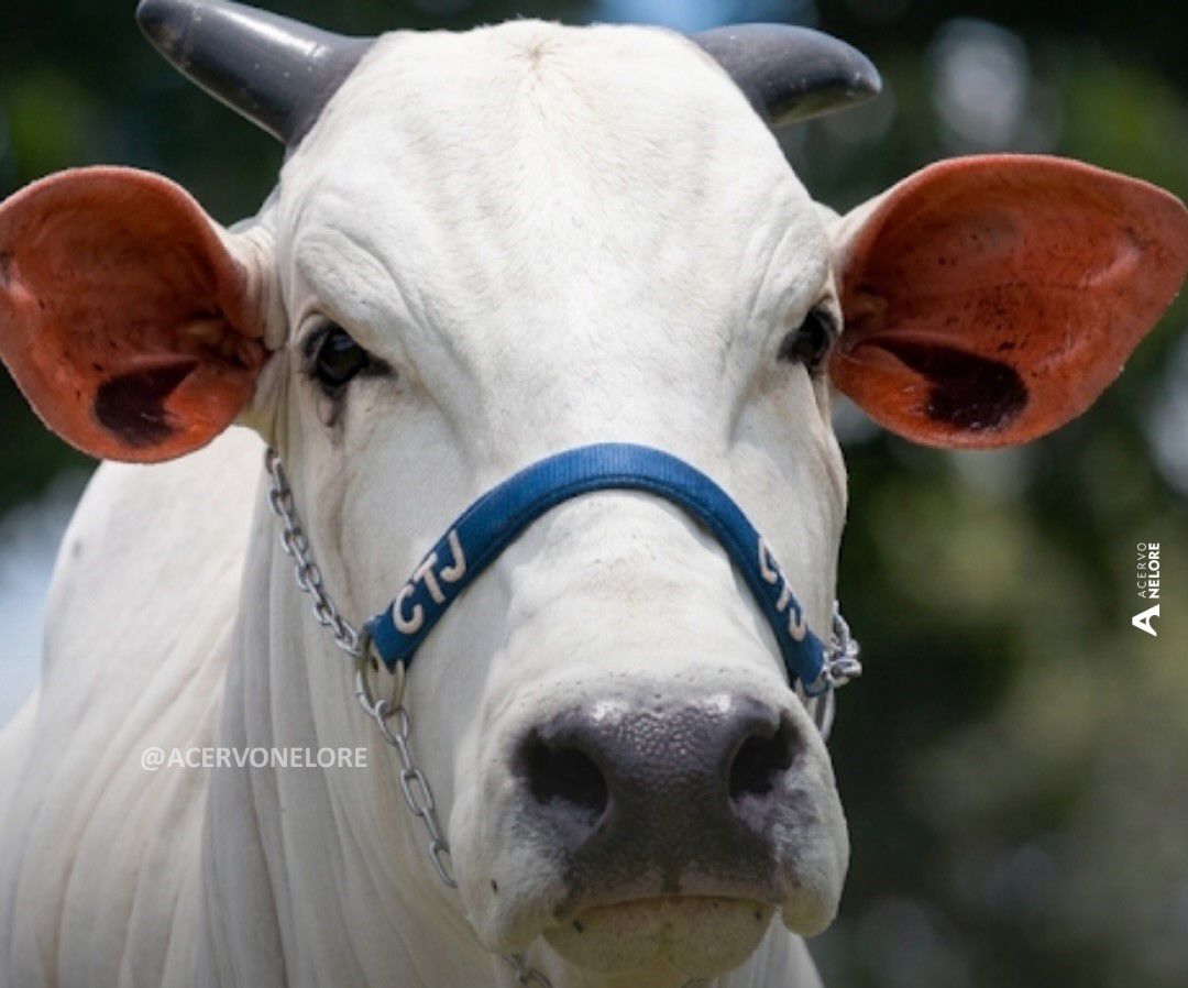 Eduardo Costa adquire Nelore de elite, avaliada em R$2 milhões