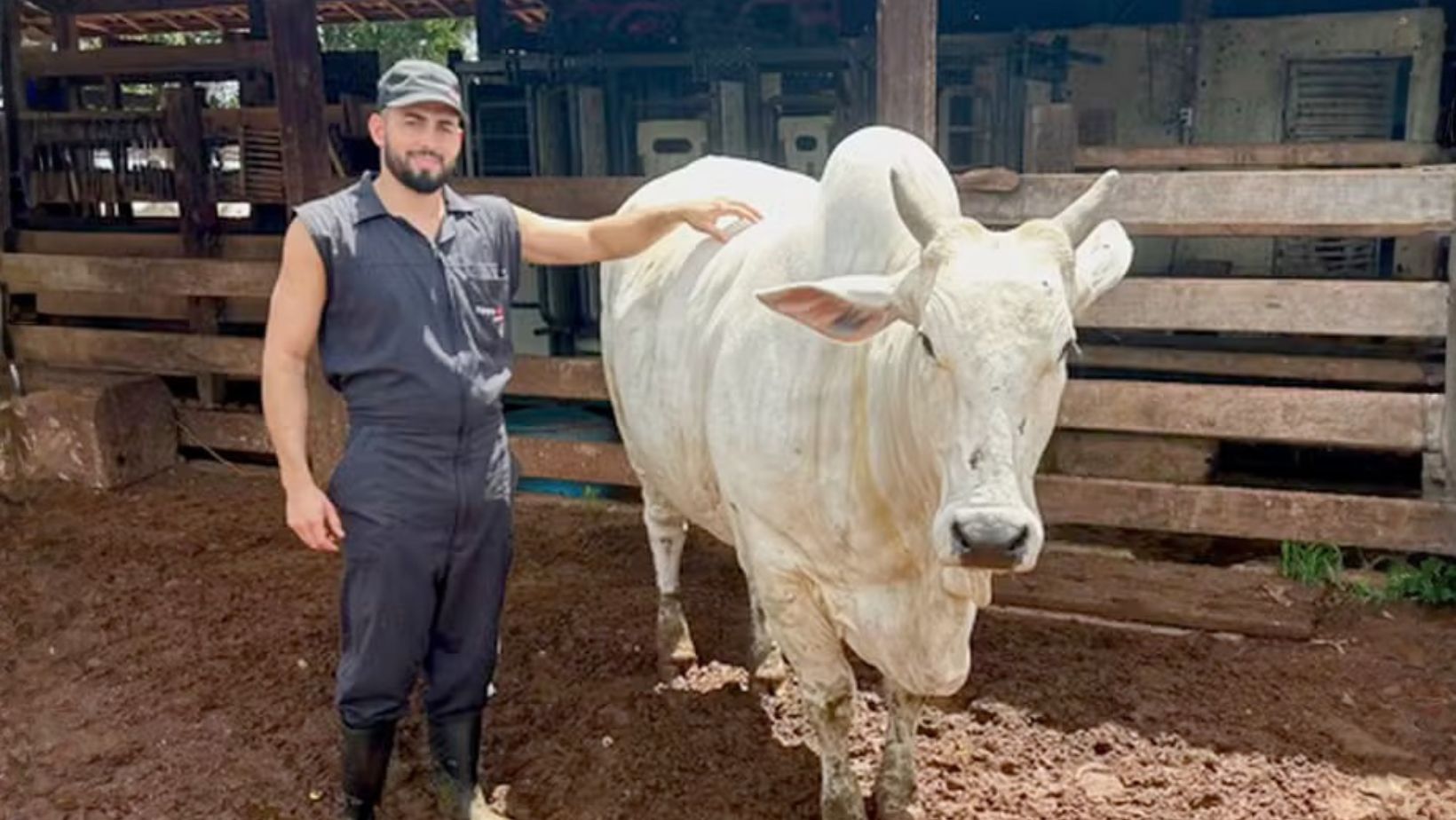 aspiracao folicular de doadora nelore - Dully FIV FVC