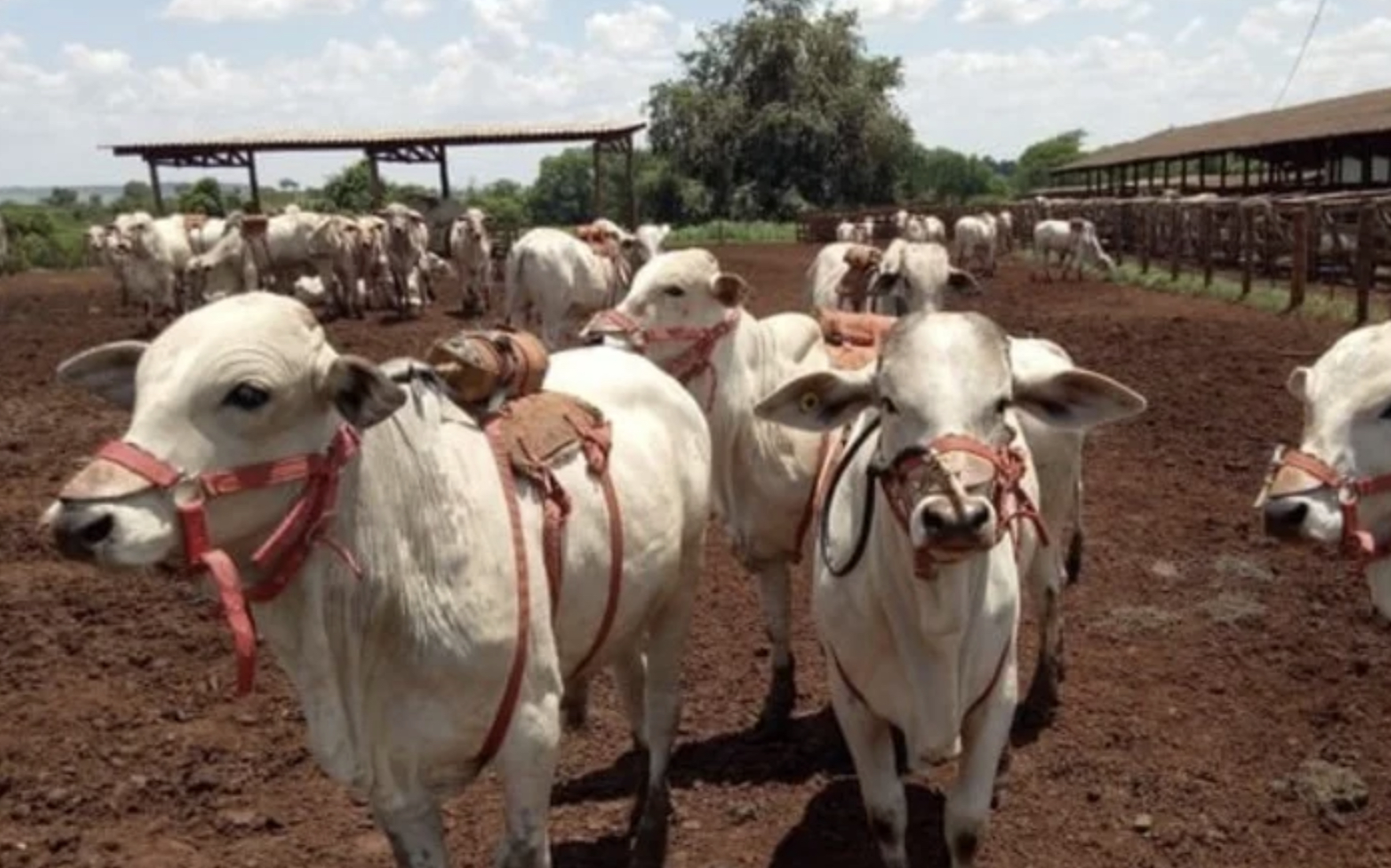 boi de mochila metano