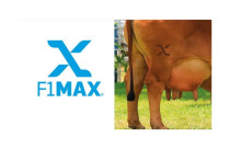 Zebu leiteiro: ABCZ cria Certificado F1 Max para identificar fêmeas com superioridade genética