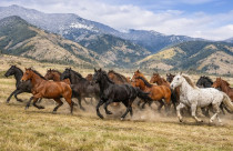 Cavalos e gado selvagens ajudam a restaurar ecossistemas e aumentar a biodiversidade, revela estudo
