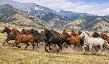 Cavalos e gado selvagens ajudam a restaurar ecossistemas e aumentar a biodiversidade, revela estudo