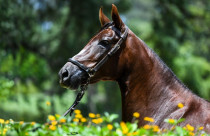 egua Ipanema do Morro Agudo - Mangalarga