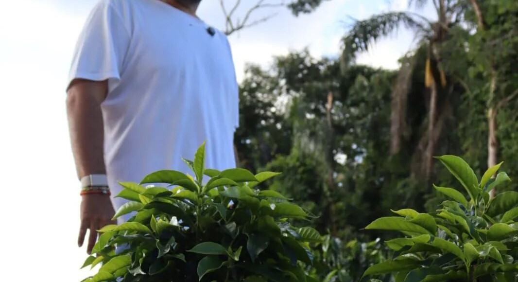 Brasil assume vanguarda do mercado de luxo do café mundial