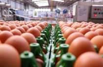 Recuo nos preços dos ovos interrompe alta no poder de compra