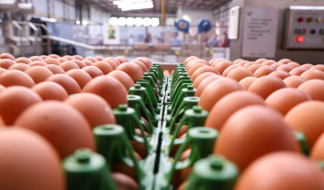 Menor demanda internacional limita embarques de ovos