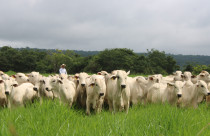 Pecuária brasileira aposta em produtividade, inclusão e transparência para responder às mudanças no consumo global de carne bovina