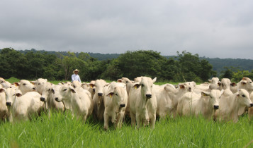 Pecuária brasileira aposta em produtividade, inclusão e transparência para responder às mudanças no consumo global de carne bovina