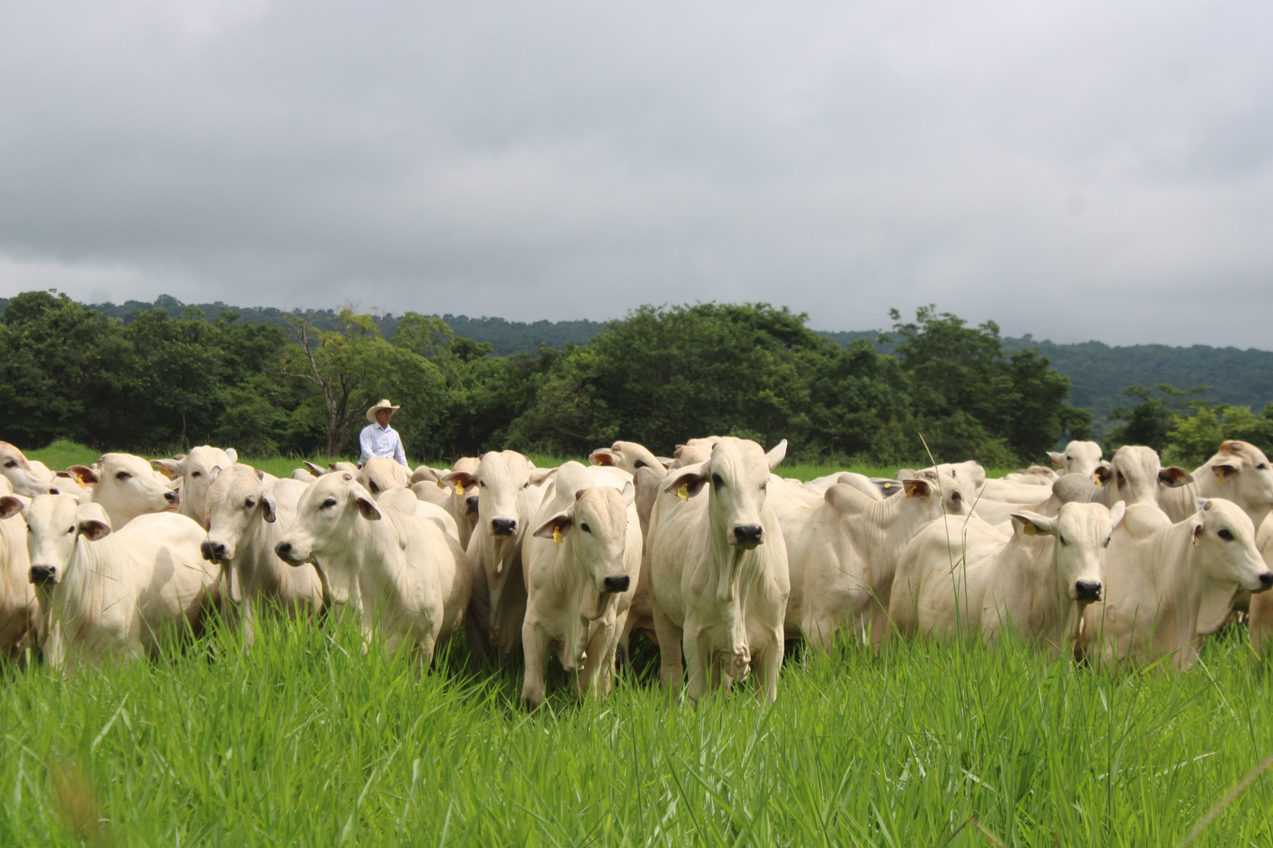 Pecuária brasileira aposta em produtividade, inclusão e transparência para responder às mudanças no consumo global de carne bovina