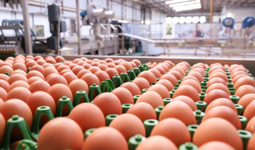 produção de ovos