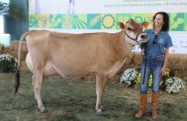 Vaca bate recorde nacional de produção leiteira em feira no Noroeste gaúcho