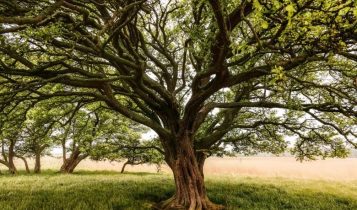 Sua figueira está com furos? Saiba o que está atacando sua planta e como salvá-la