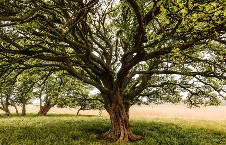 Sua figueira está com furos? Saiba o que está atacando sua planta e como salvá-la