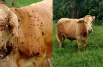 Não é apenas ‘ferida’: O que a pele das suas vacas diz sobre a saúde do seu rebanho