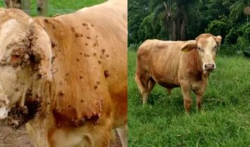 Não é apenas ‘ferida’: O que a pele das suas vacas diz sobre a saúde do seu rebanho