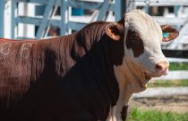 Hereford e Braford ganham espaço no Oeste catarinense em meio à expansão da pecuária