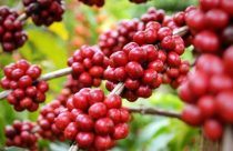 Catuaí Vermelho ou Amarelo? O guia definitivo para não errar na escolha da sua próxima muda