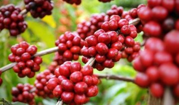 Catuaí Vermelho ou Amarelo? O guia definitivo para não errar na escolha da sua próxima muda