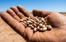 A planta que sustentou povos no deserto por milênios e pode ajudar a agricultura do futuro
