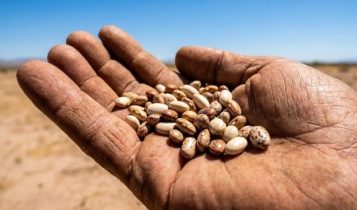 A planta que sustentou povos no deserto por milênios e pode ajudar a agricultura do futuro