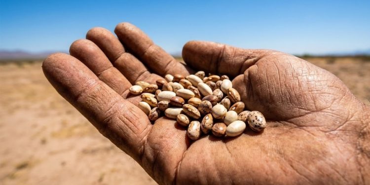 A planta que sustentou povos no deserto por milênios e pode ajudar a agricultura do futuro
