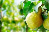 3º maior do país: Paraná amplia protagonismo no cultivo de pera