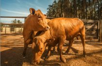 O "Gado Slick": Mutação natural ou a salvação contra o aquecimento global?