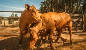 O "Gado Slick": Mutação natural ou a salvação contra o aquecimento global?