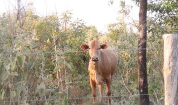 Estudo analisou efeitos do pastejo pelo gado alternando períodos curtos de uso com períodos de descanso nos campos naturais (foto: Bruna Helena de Campos/IPA)