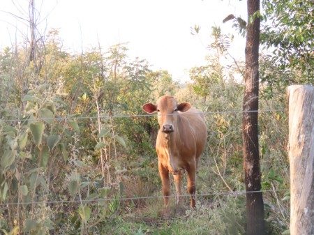Estudo analisou efeitos do pastejo pelo gado alternando períodos curtos de uso com períodos de descanso nos campos naturais (foto: Bruna Helena de Campos/IPA)