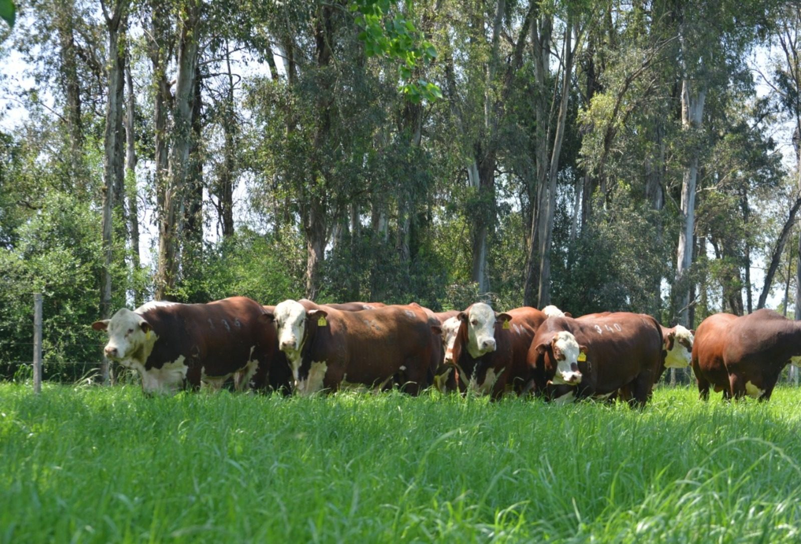 Programa Touro Jovem direciona reprodutores para centrais de inseminação