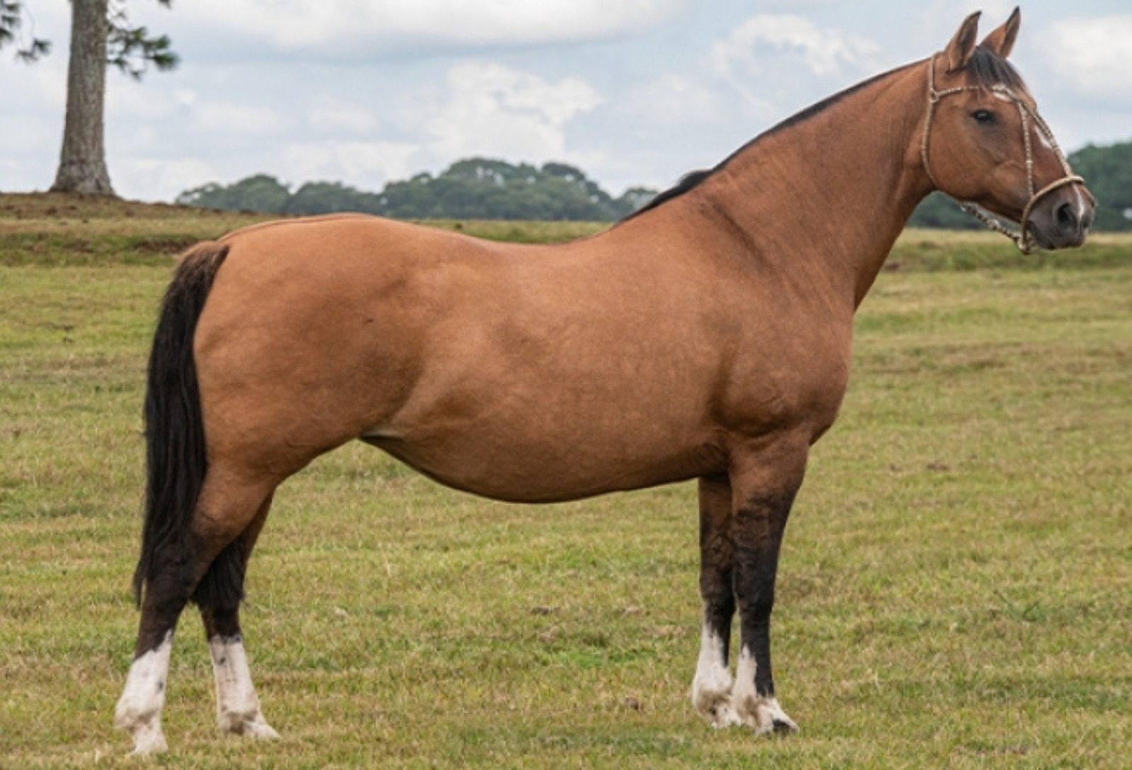 Leilão da Fazenda Bézinha tem pista limpa e média acima de R$ 21 mil