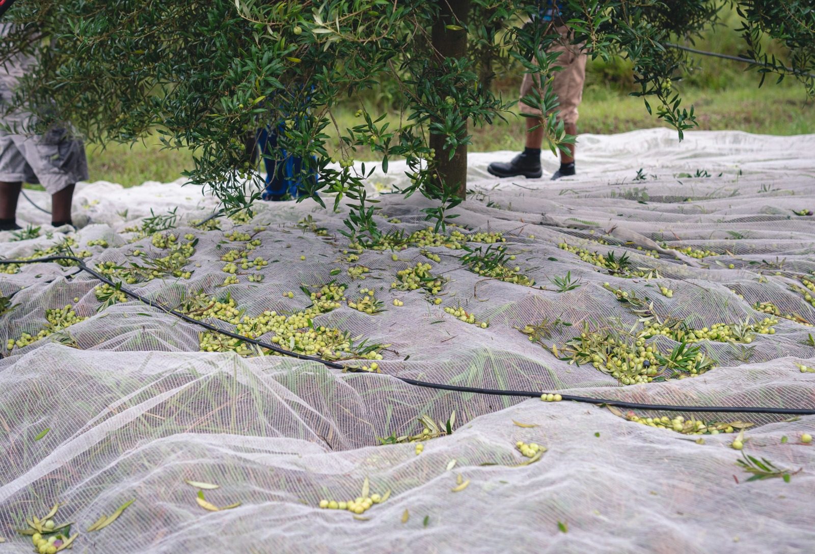 Produção de azeite deve se aproximar de 1 milhão de litros no Brasil em 2026