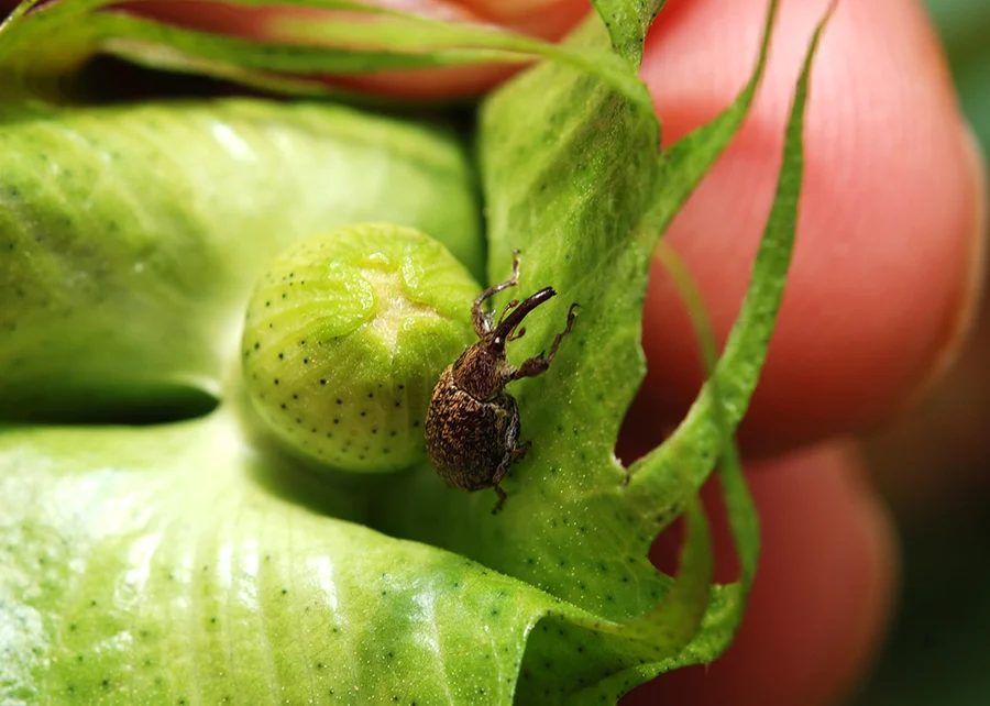 Ameaça ao algodão: fungo raro surge como solução para salvar até 70% da produção