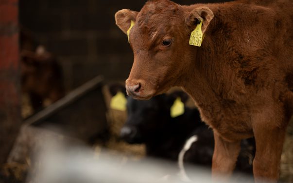 Fósforo ganha relevância estratégica e impulsiona eficiência na pecuária de corte brasileira
