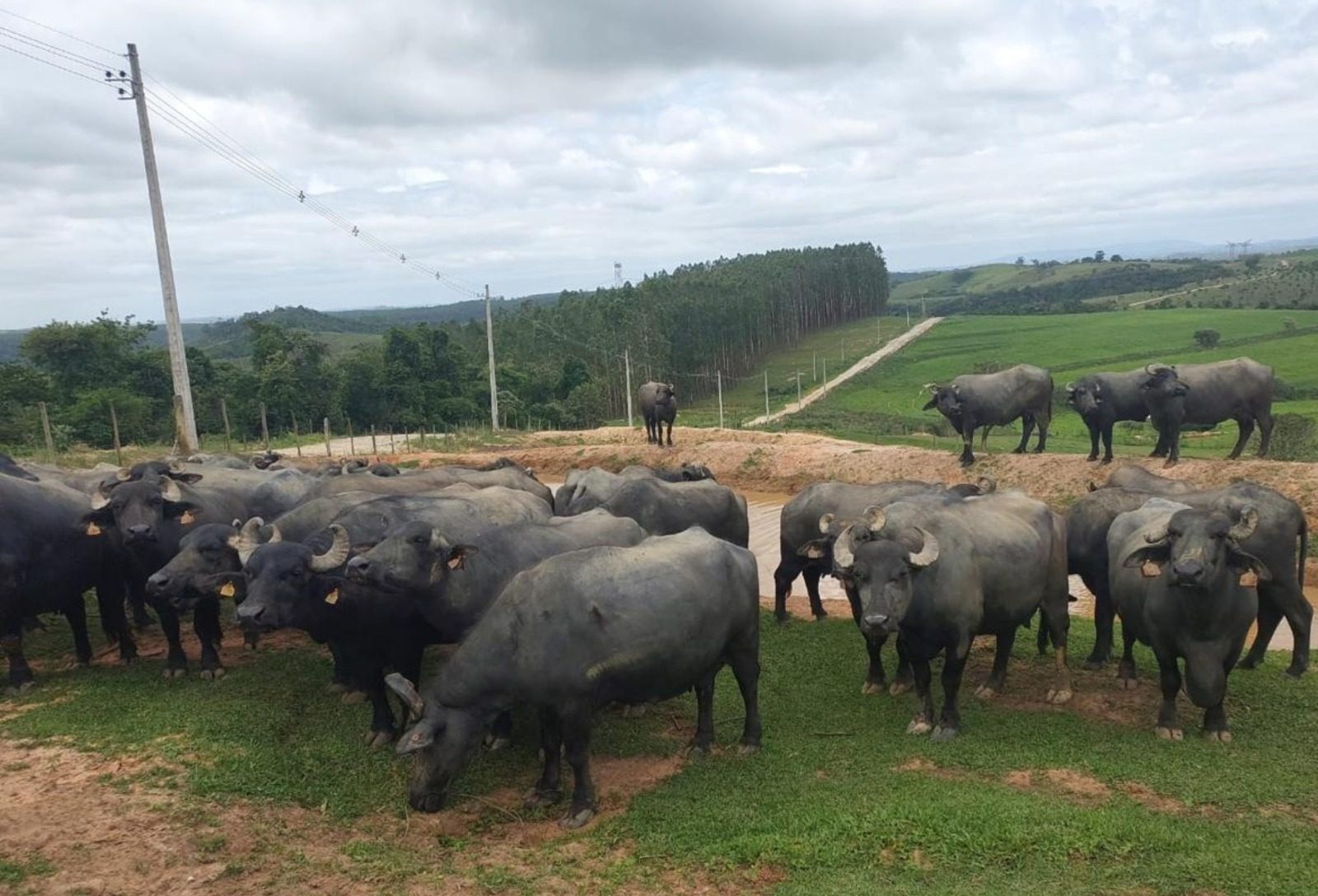 Município paulista estrutura cadeia do búfalo e eleva em mais de 300% valor ao produtor