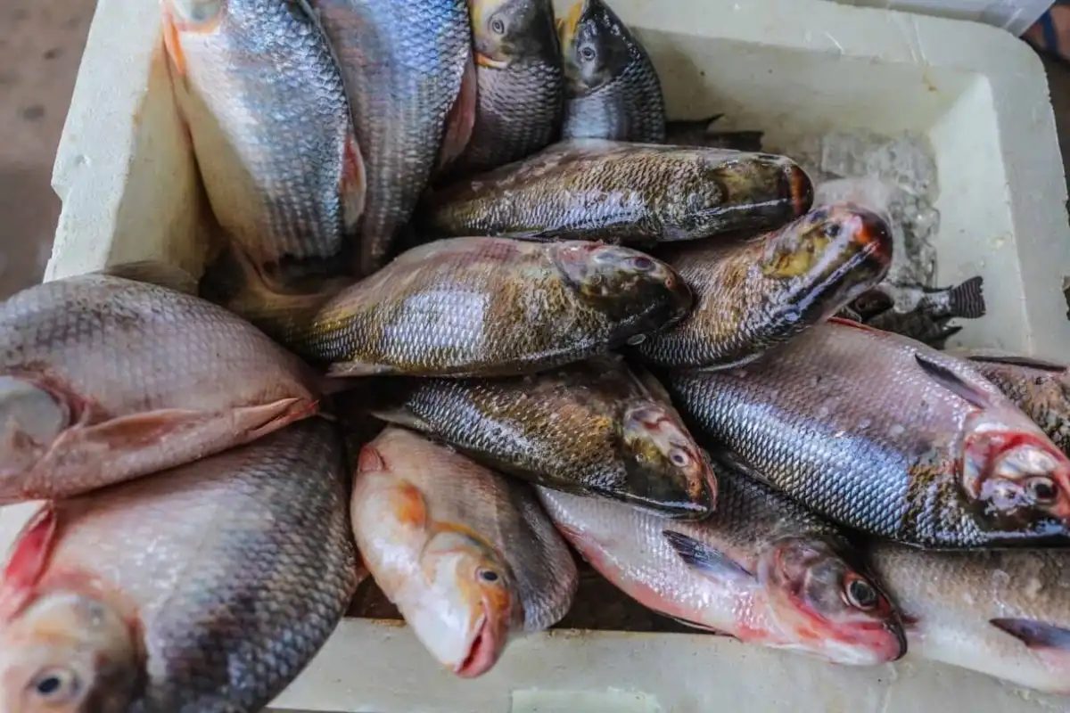 Polícia apreende 700 kg de peixe irregular em plena Semana Santa