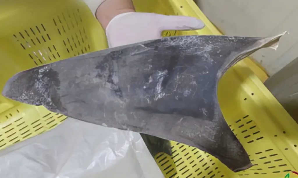 Ibama proíbe venda de barbatanas de tubarão-azul para fora do Brasil