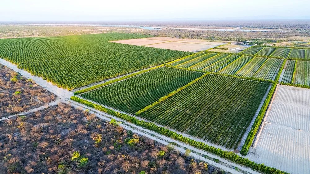 Barra AgroShow 2026: Juazeiro sedia lançamento que impulsiona o agronegócio no Médio São Francisco